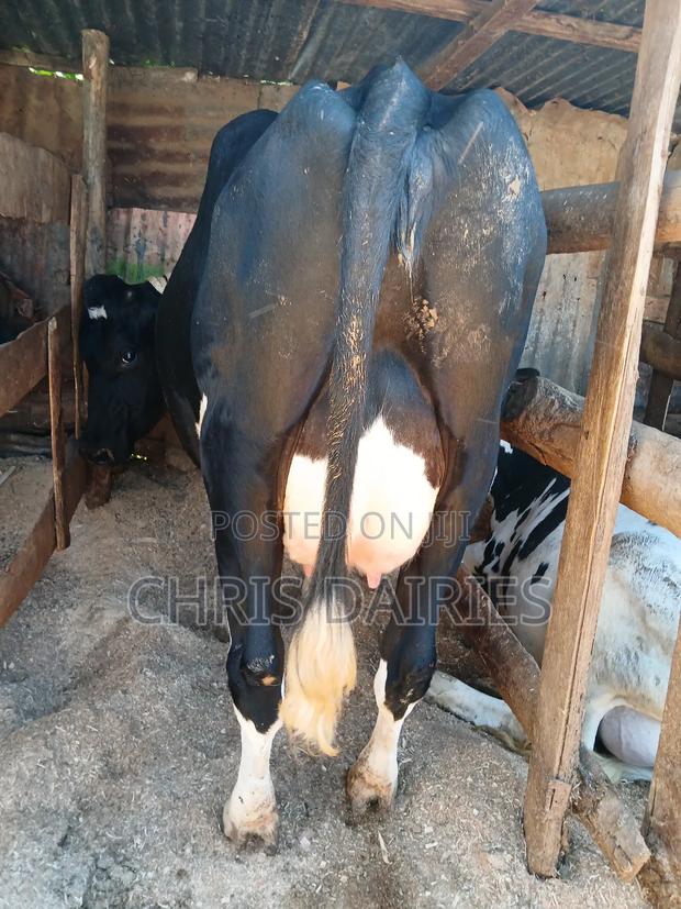 Black Freshian High Yielder - thumbnail 7