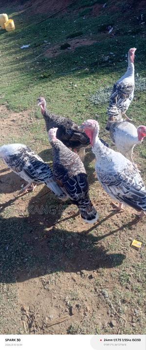 Mature Turkey Hens Available - main view