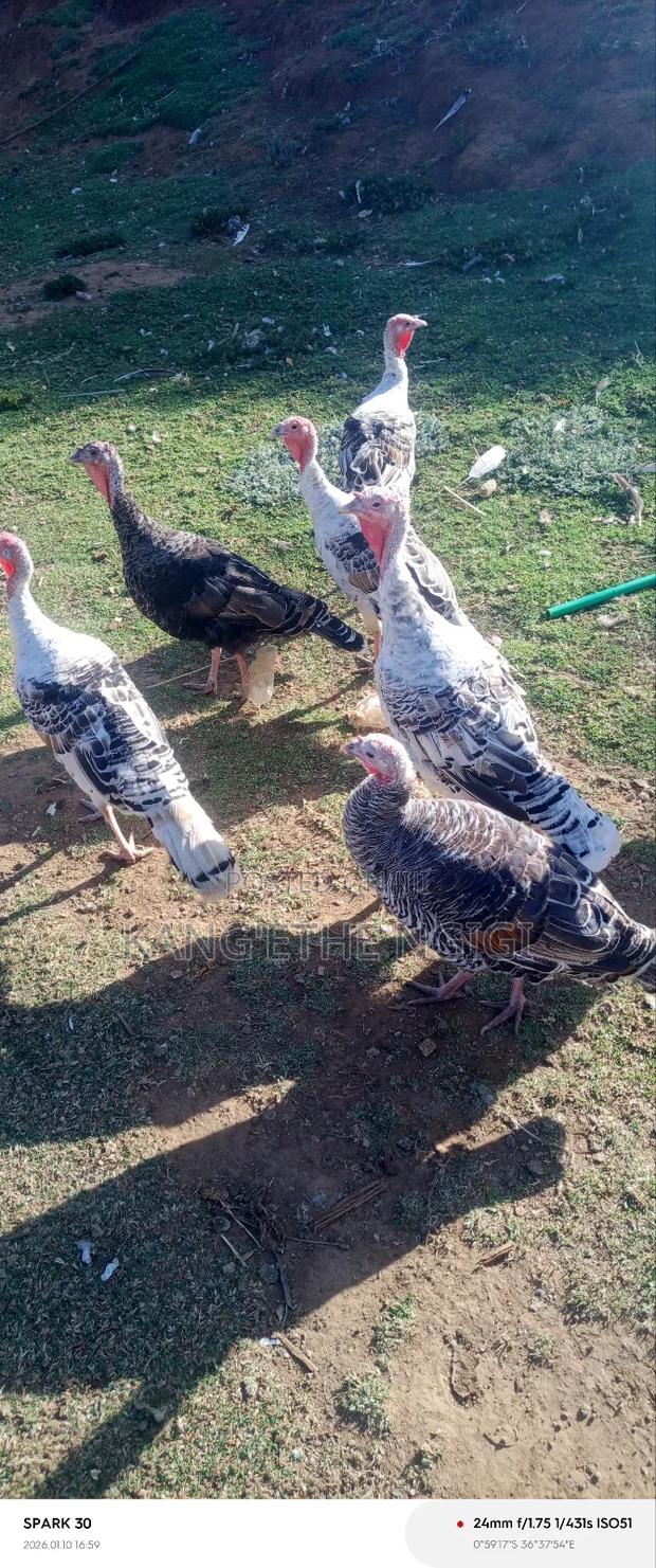 Mature Turkey Hens Available - thumbnail 2