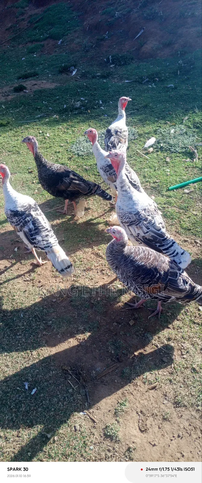 Mature Turkey Hens Available