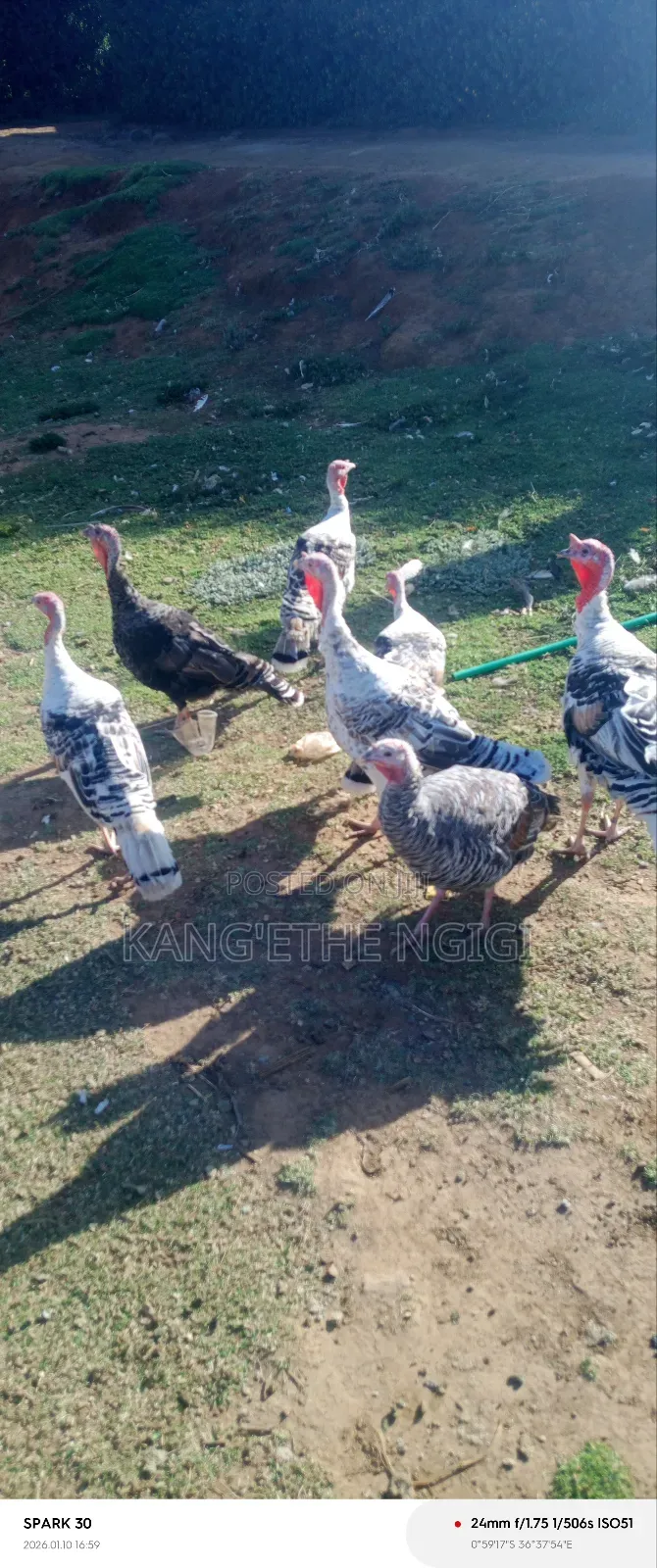Mature Turkey Hens Available