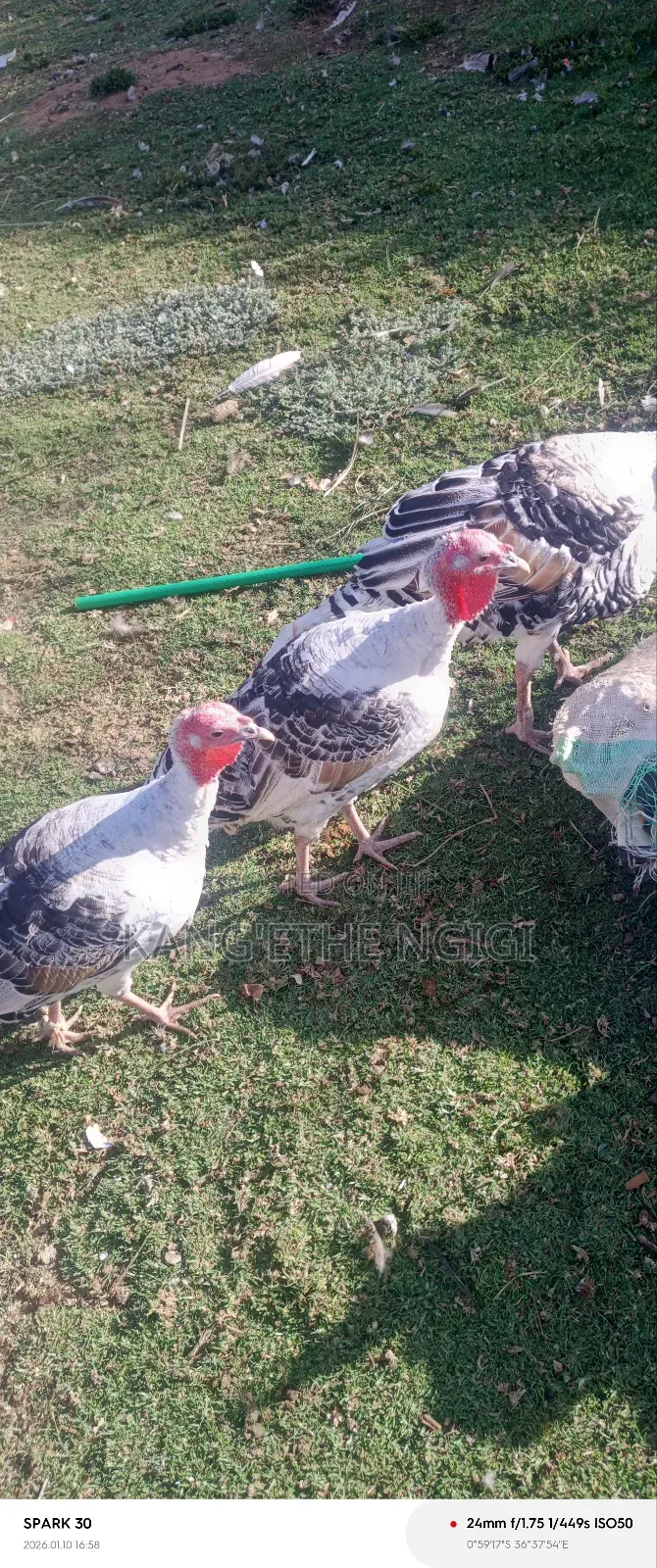 Mature Turkey Hens Available