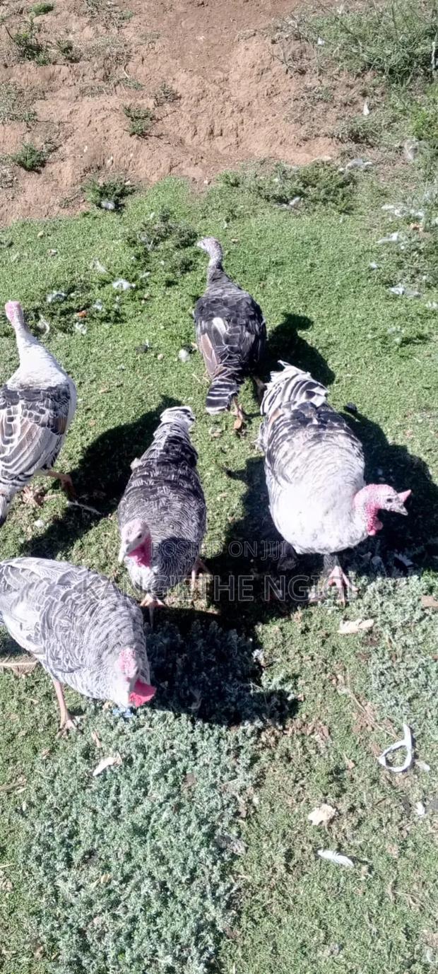 Mature Turkey Hens Available - thumbnail 5