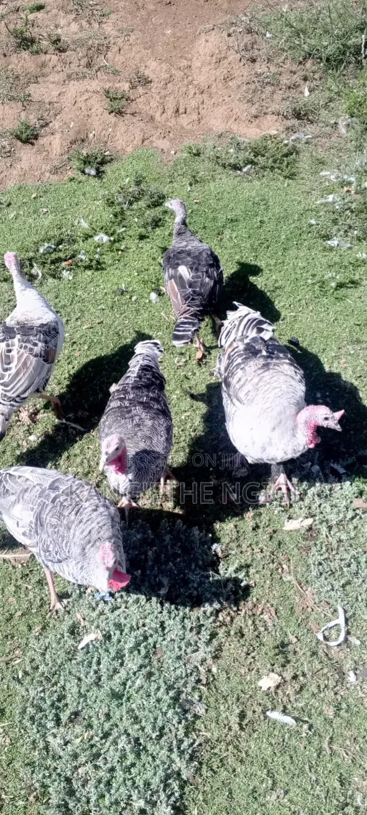 Mature Turkey Hens Available