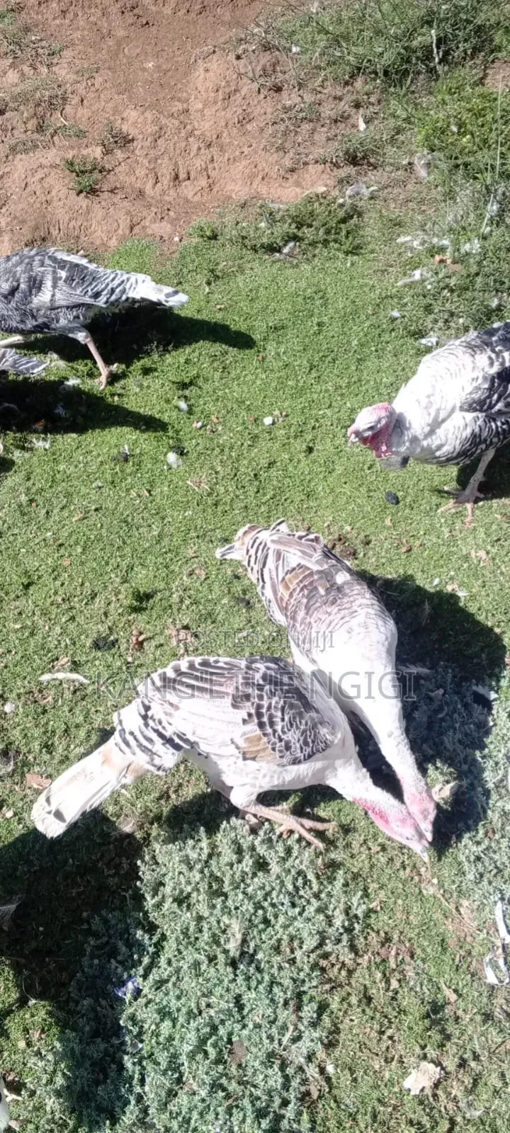 Mature Turkey Hens Available