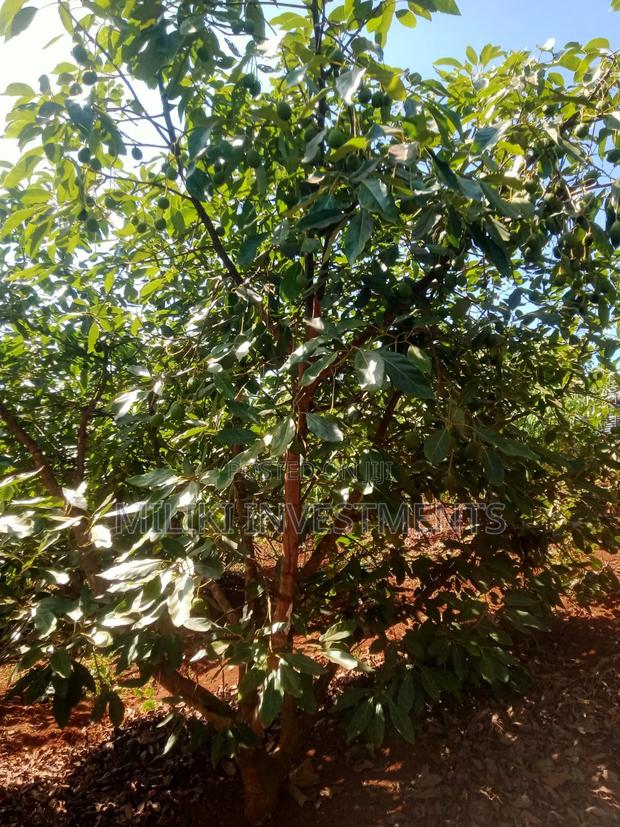 1 Acre on Sale at Kabati-Kagunduini - thumbnail 5