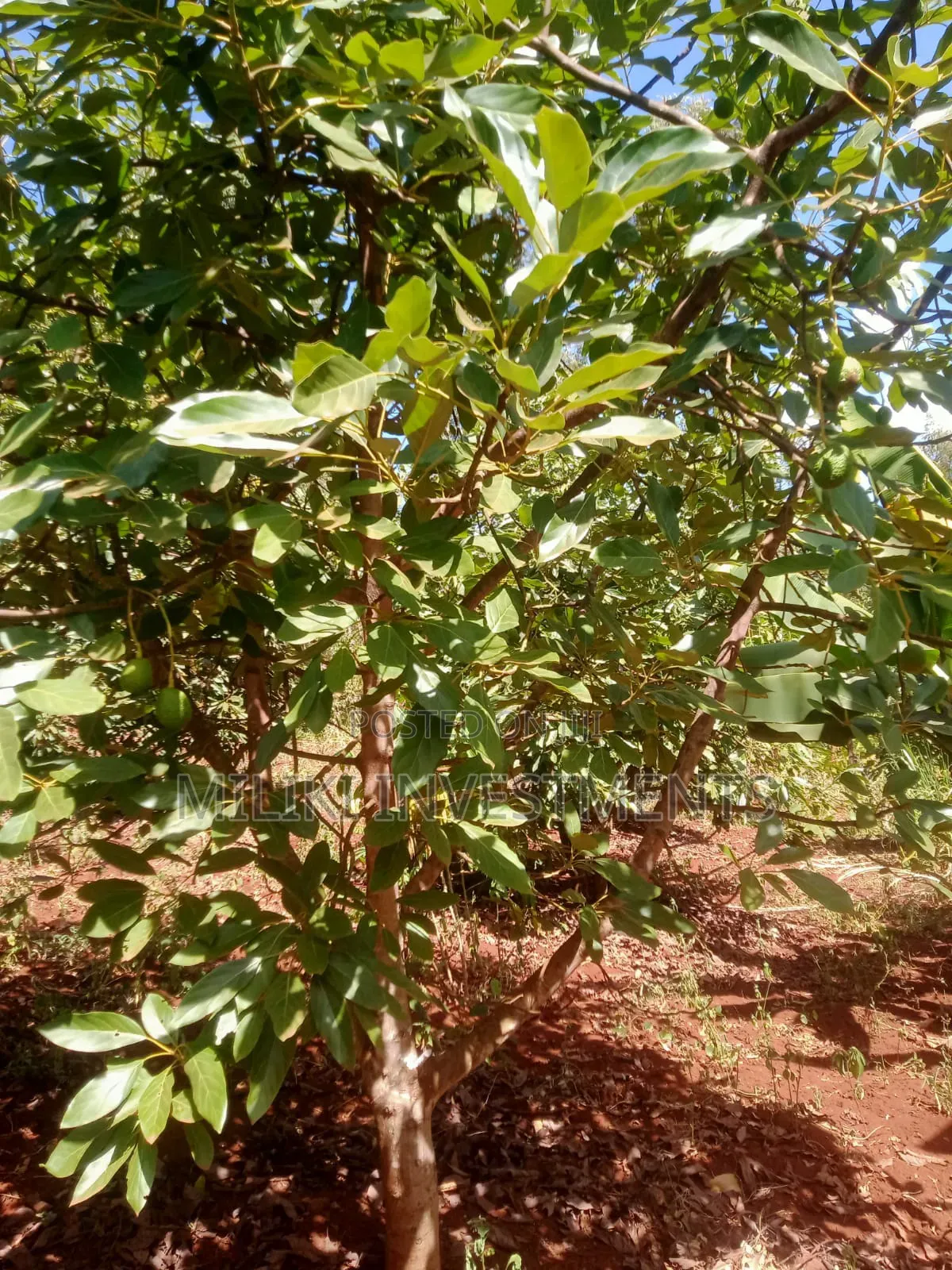 1 Acre on Sale at Kabati-Kagunduini