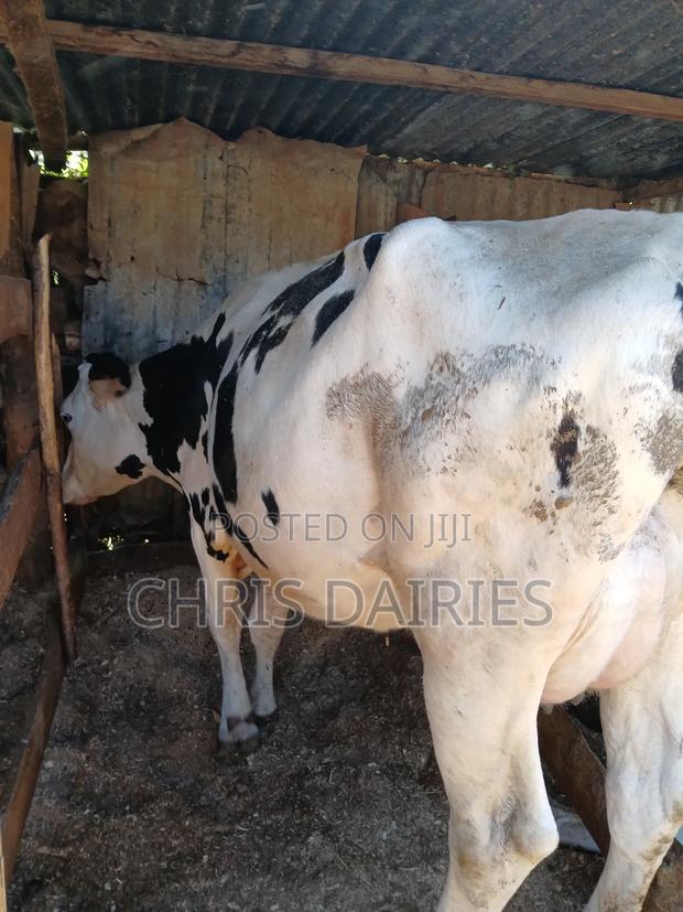 Hostein Breed