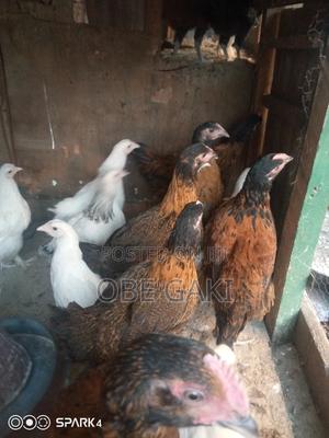 Kienyeji Chicken - main view