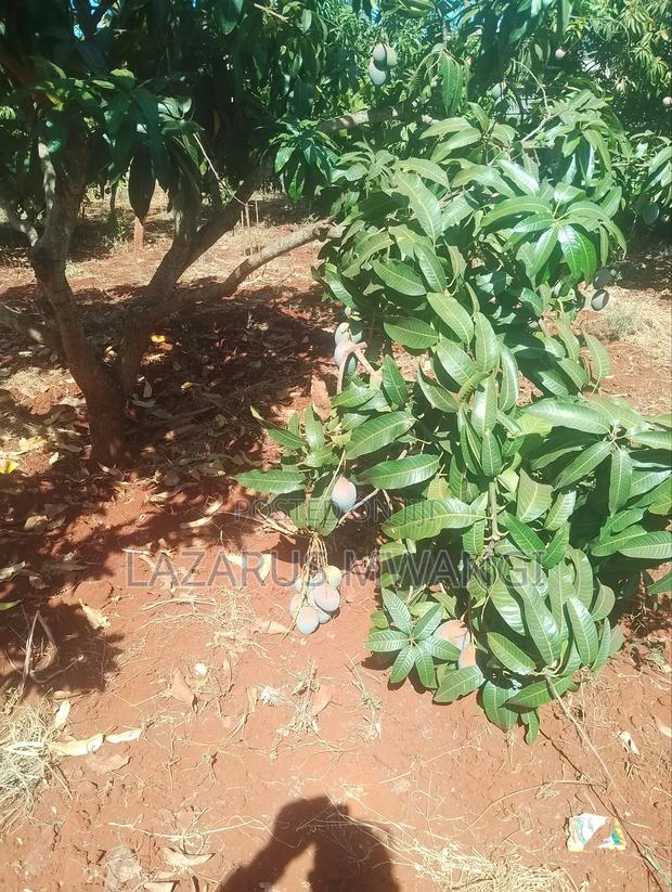 A Quarter Acre on Quick Sale Makutano Mwea - thumbnail 8