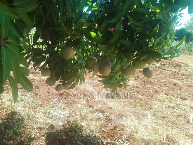 A Quarter Acre on Quick Sale Makutano Mwea - thumbnail 9