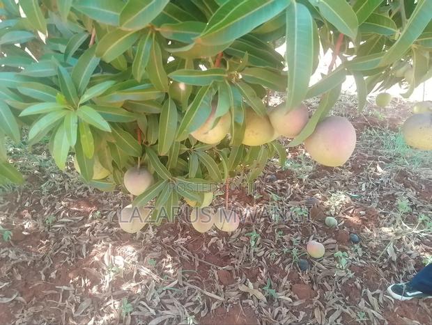 A Quarter Acre on Quick Sale Makutano Mwea - thumbnail 10