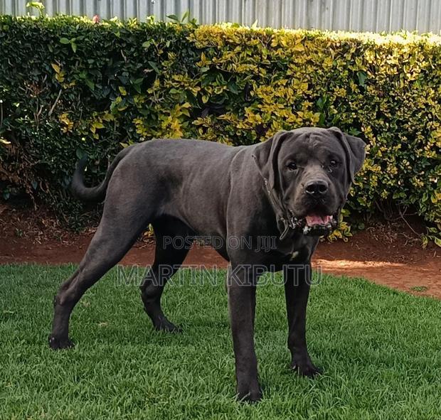 1+ year Male Mixed Breed Cane Corso - main view