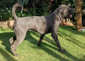 1+ year Male Mixed Breed Cane Corso