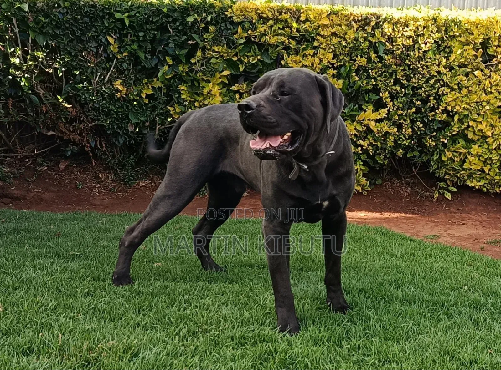 1+ year Male Mixed Breed Cane Corso