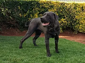 1+ year Male Mixed Breed Cane Corso