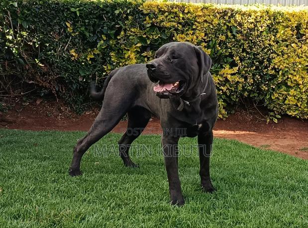 1+ year Male Mixed Breed Cane Corso - thumbnail 4