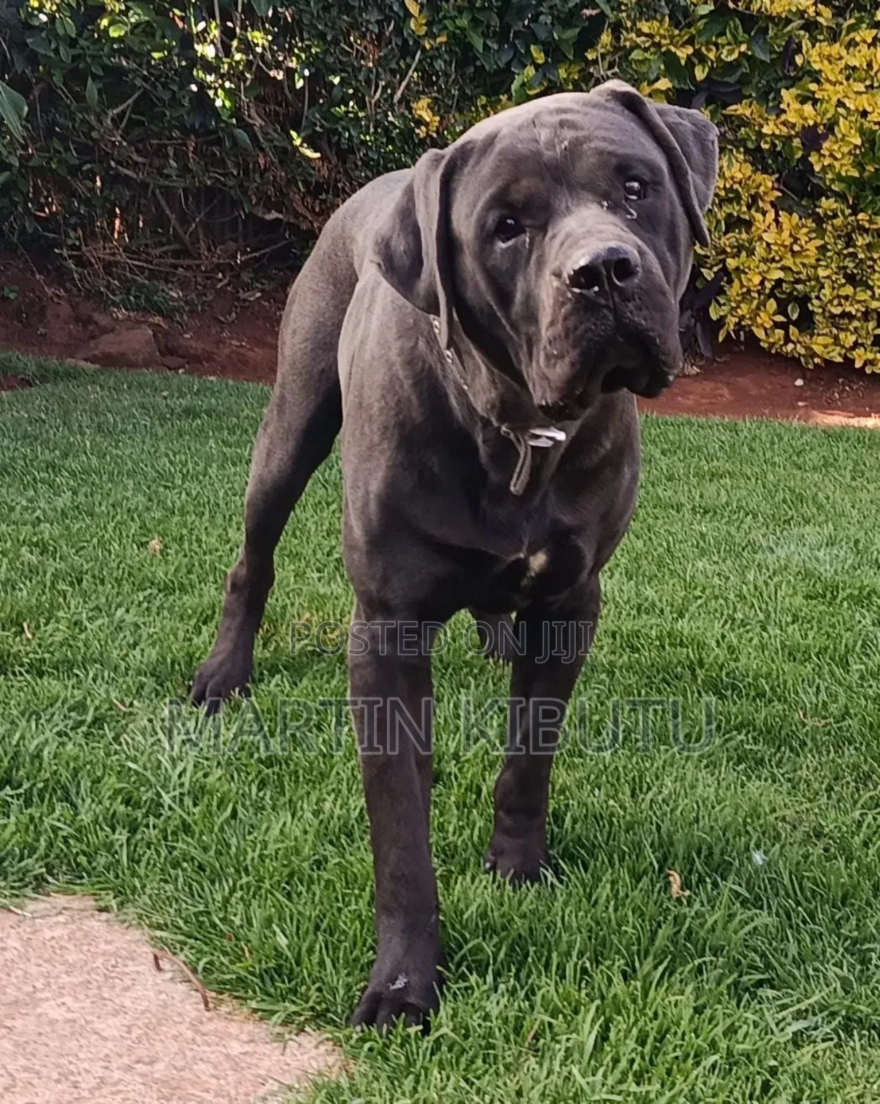 1+ year Male Mixed Breed Cane Corso