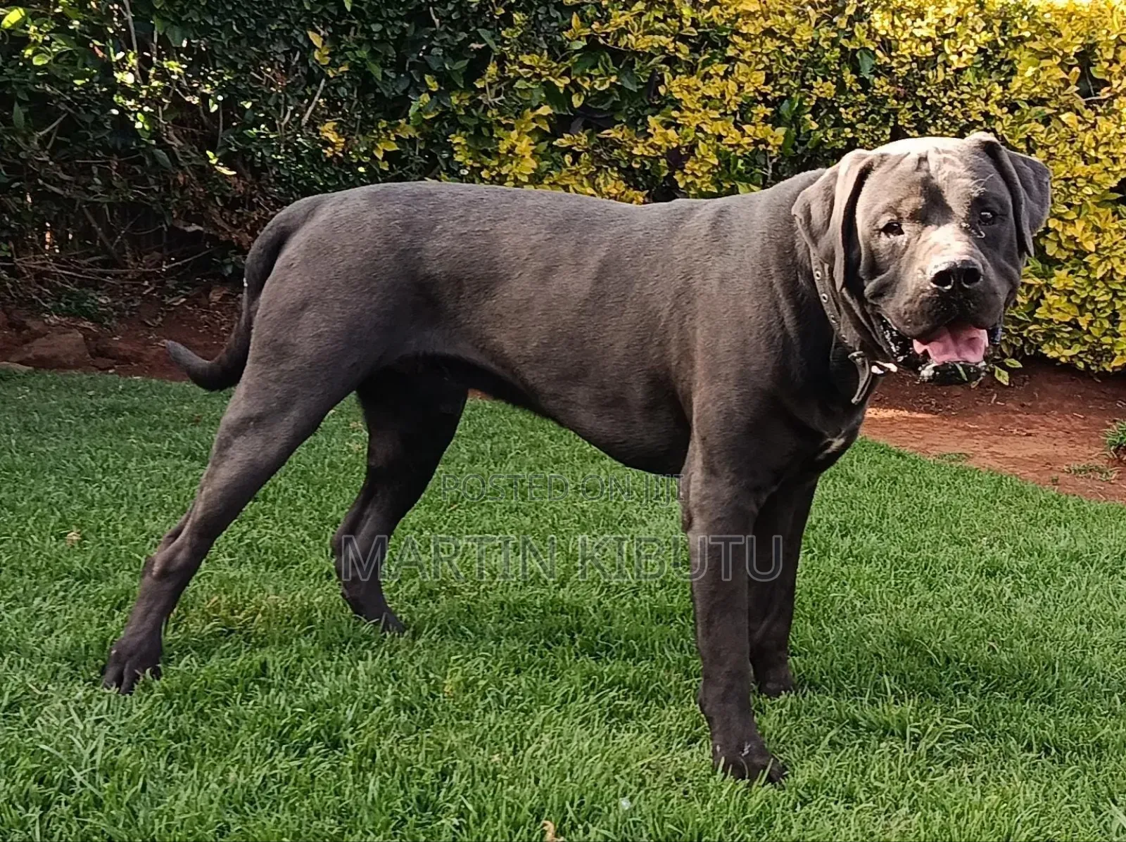 1+ year Male Mixed Breed Cane Corso