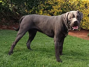 1+ year Male Mixed Breed Cane Corso