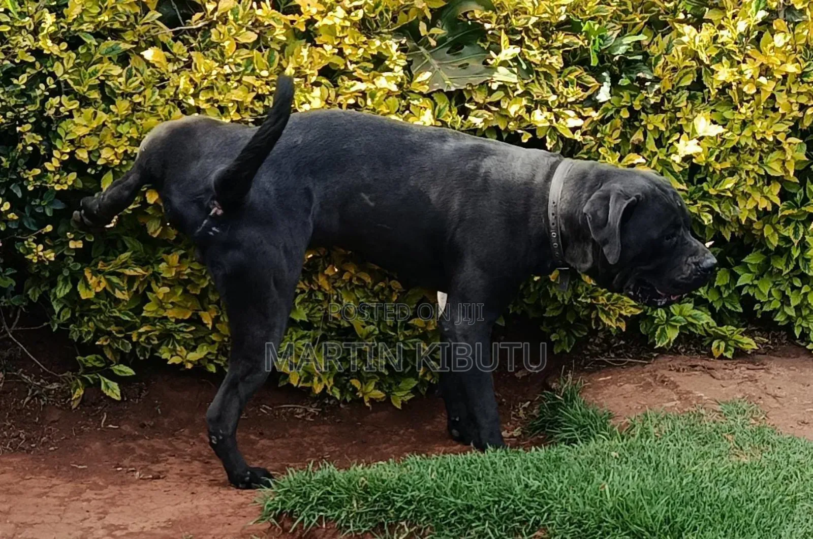 1+ year Male Mixed Breed Cane Corso