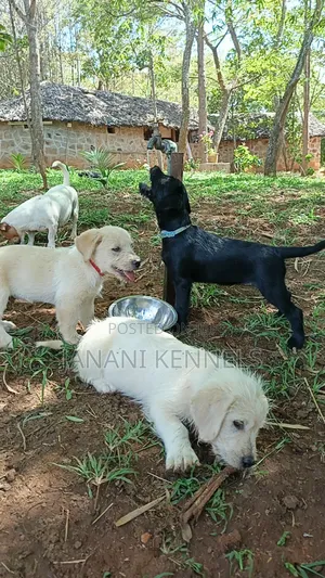 1-3 months Female Mixed Breed Labrador Retriever