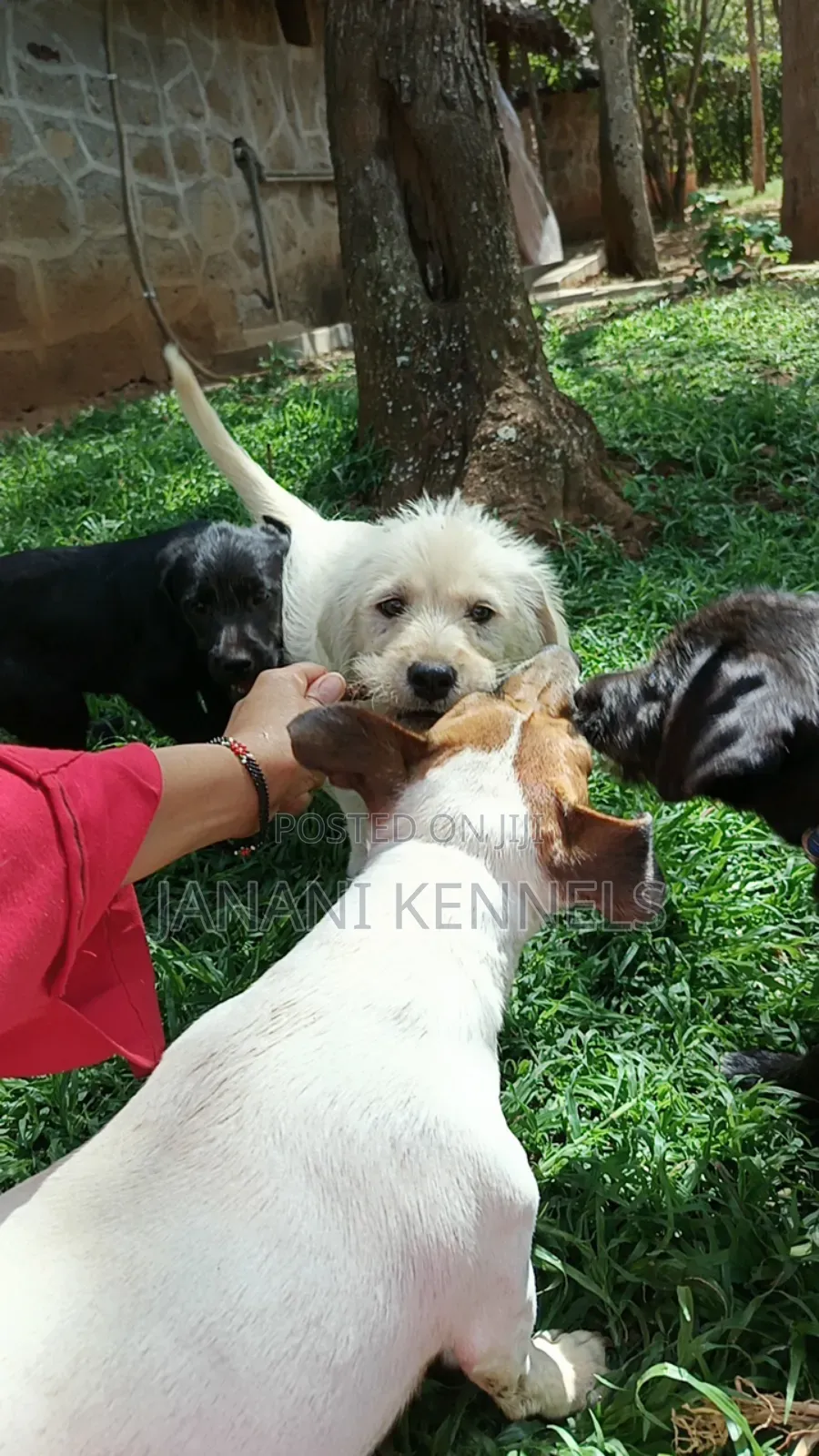 1-3 months Female Mixed Breed Labrador Retriever