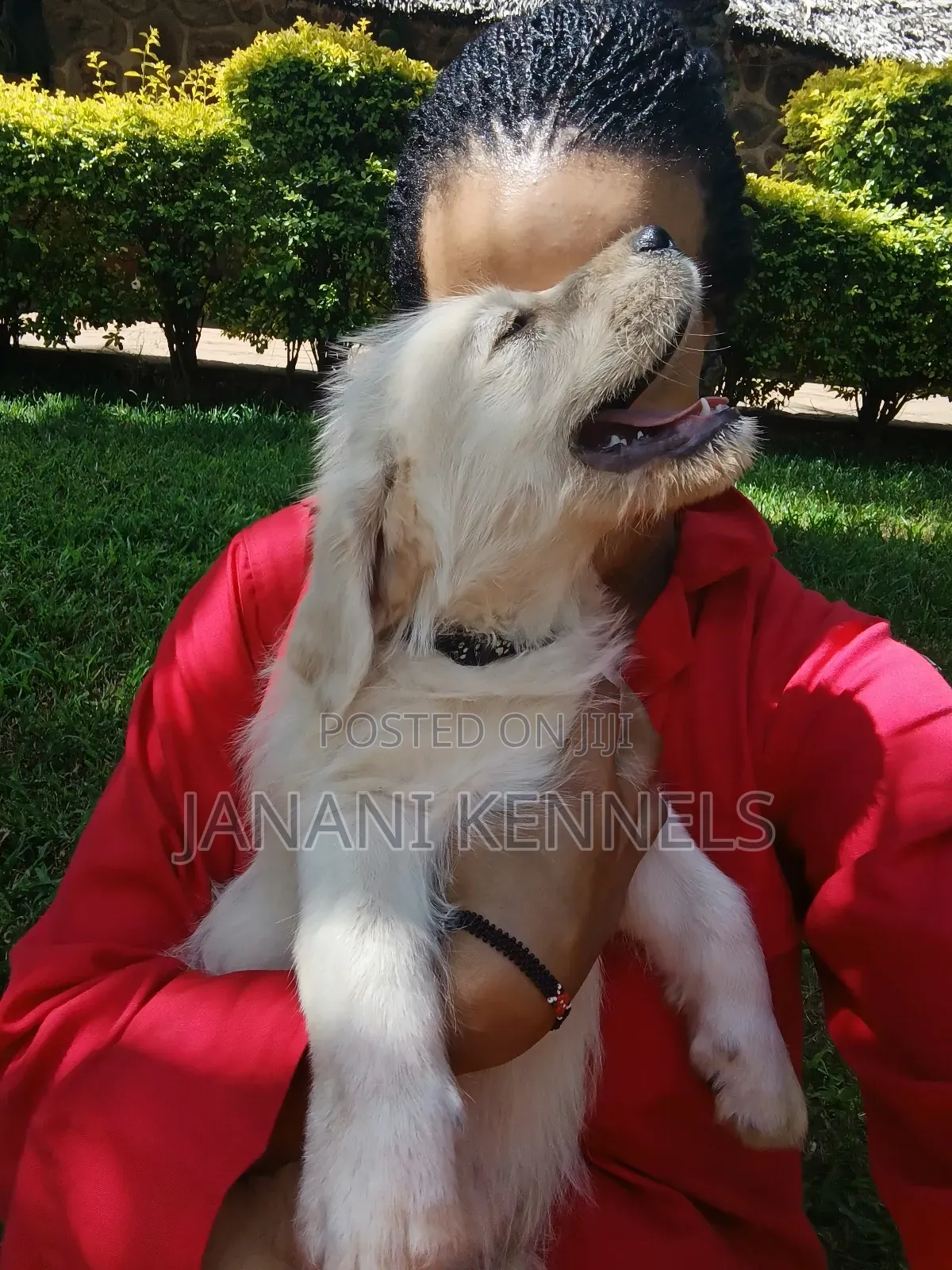 1-3 months Female Mixed Breed Labrador Retriever