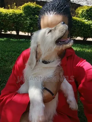 1-3 months Female Mixed Breed Labrador Retriever