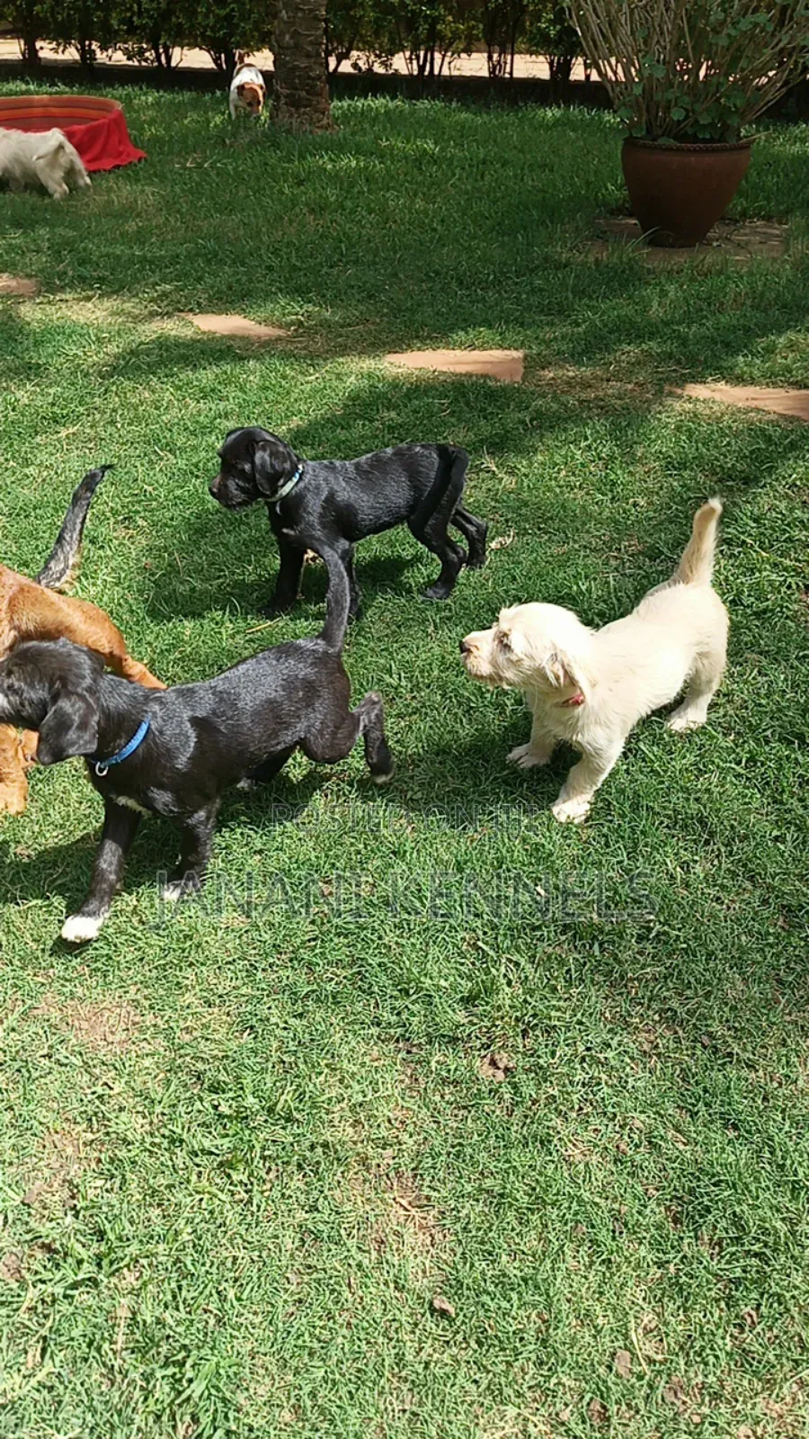 1-3 months Female Mixed Breed Labrador Retriever