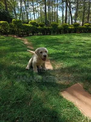 1-3 months Male Mixed Breed Labrador Retriever