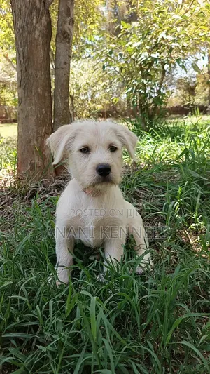 1-3 months Male Mixed Breed Labrador Retriever