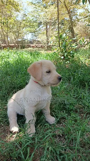 1-3 months Male Mixed Breed Labrador Retriever