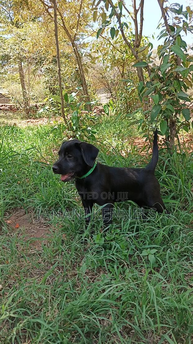 1-3 months Male Mixed Breed Labrador Retriever
