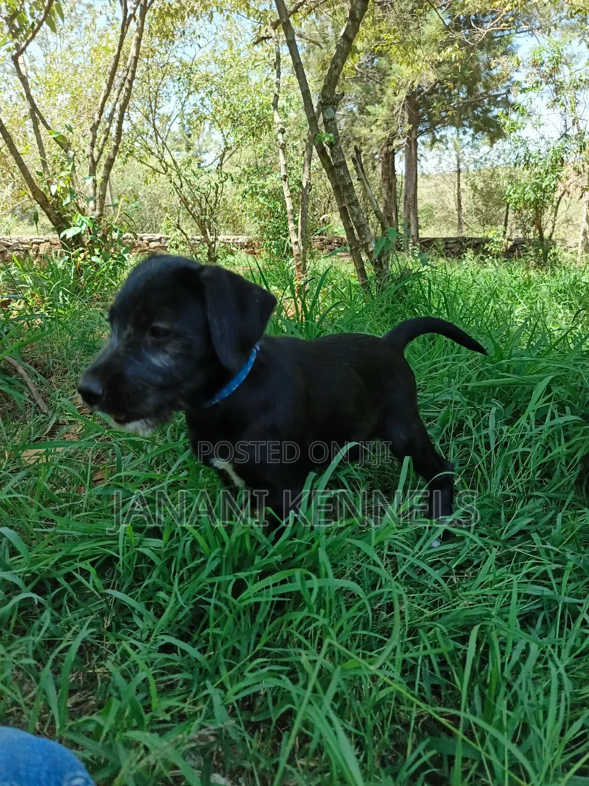 1-3 months Male Mixed Breed Labrador Retriever