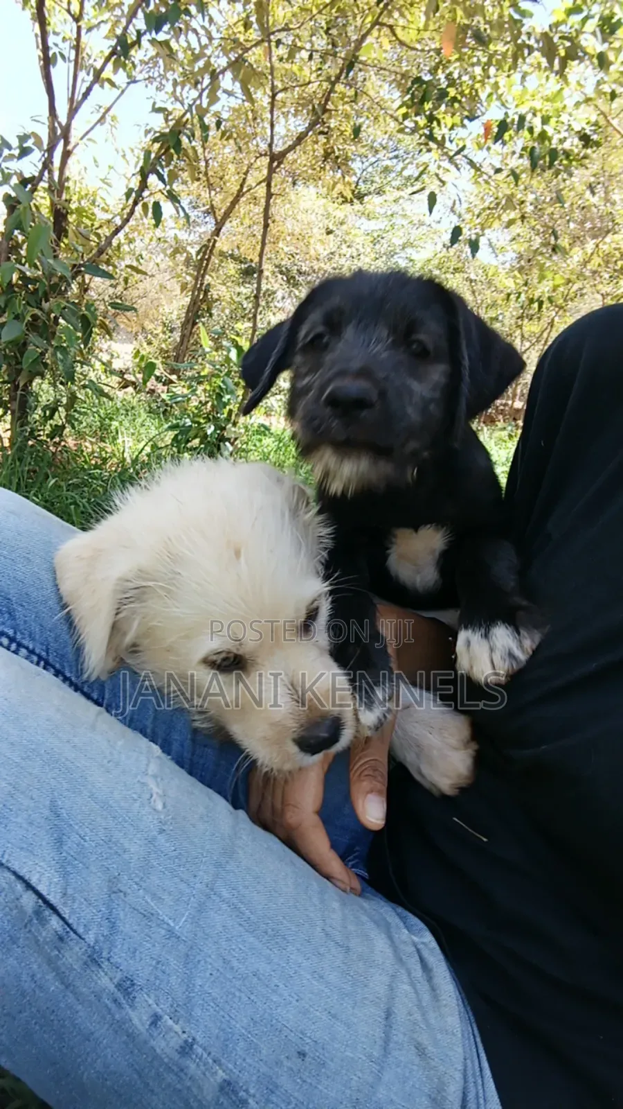 1-3 months Male Mixed Breed Labrador Retriever