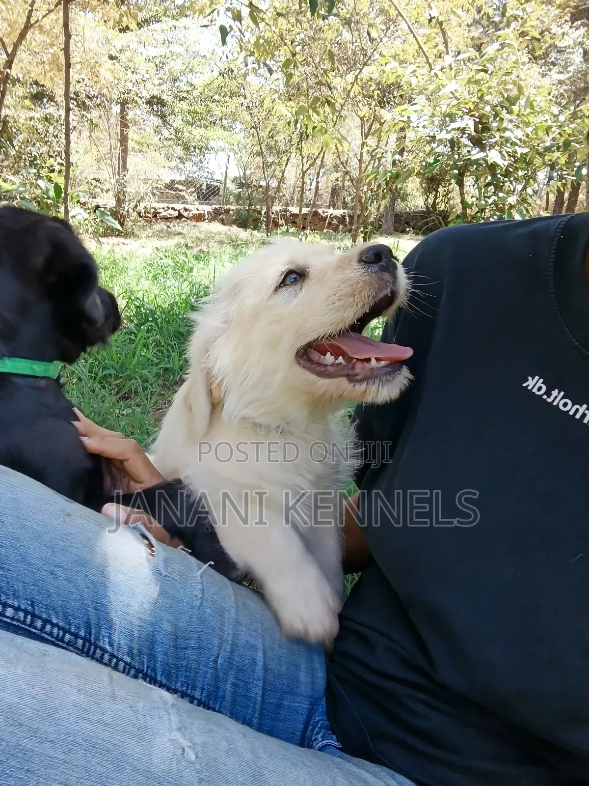 1-3 months Male Mixed Breed Labrador Retriever