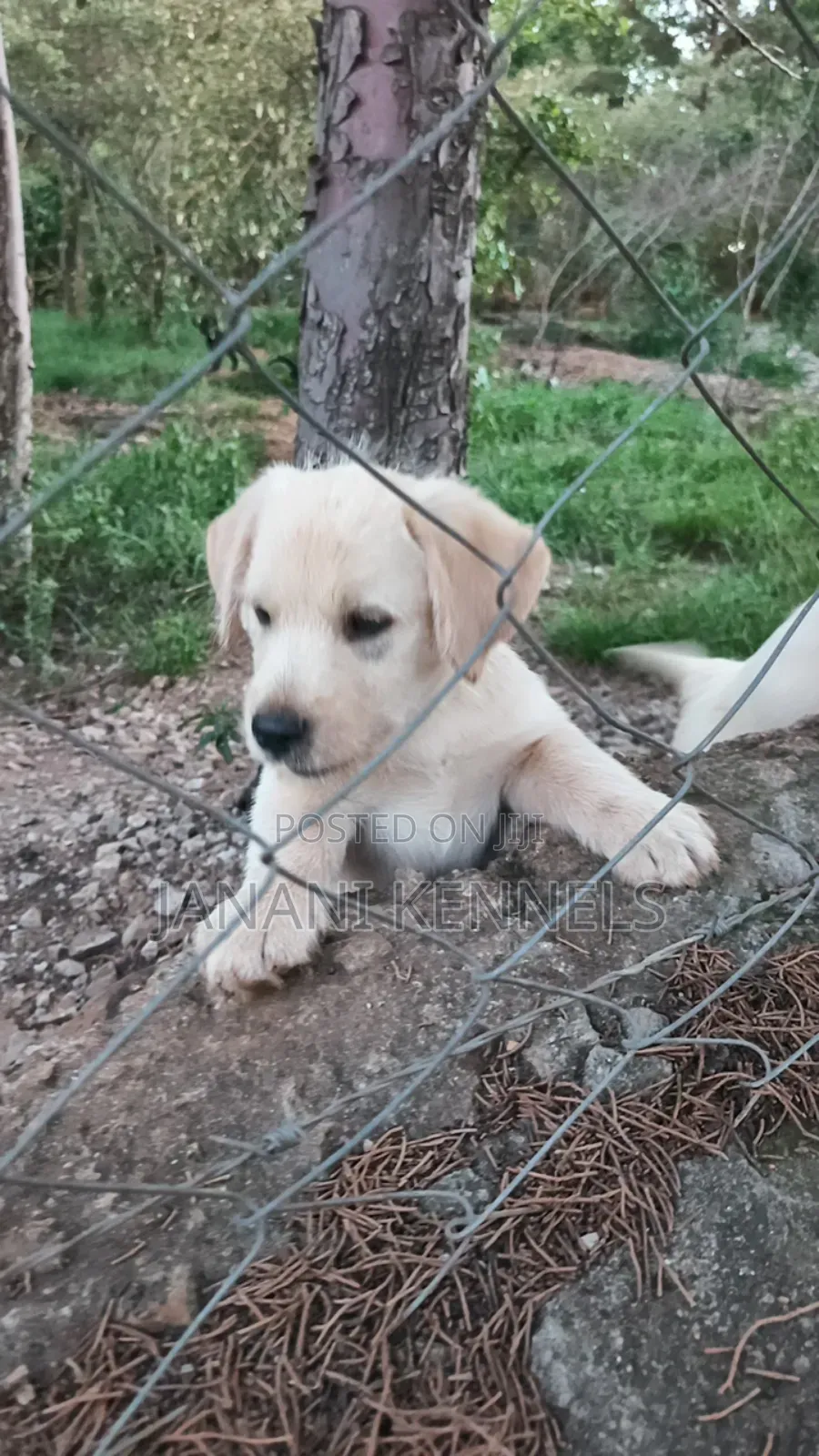 1-3 months Male Mixed Breed Labrador Retriever