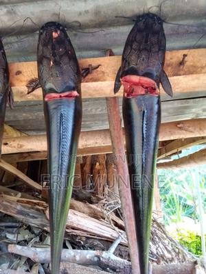 Catfish 1/2kg to 1kg Range - thumbnail 2