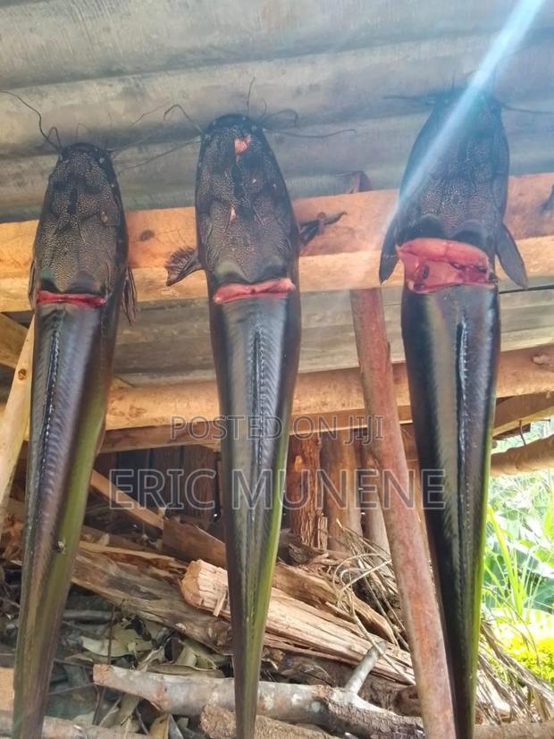 Catfish 1/2kg to 1kg Range - thumbnail 3