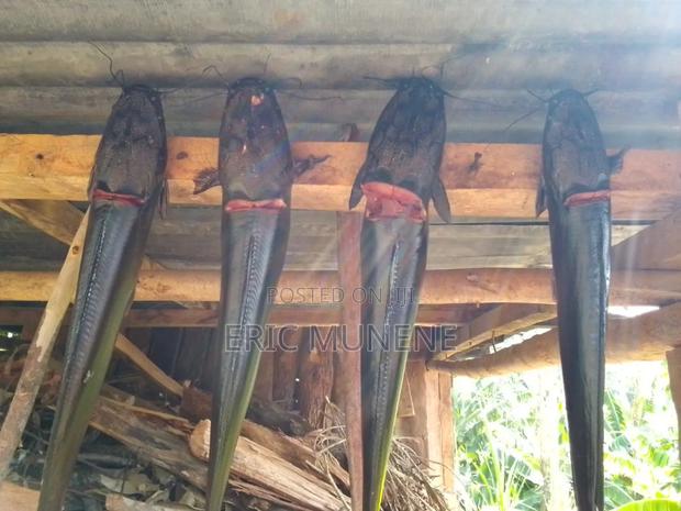 Catfish 1/2kg to 1kg Range - thumbnail 4