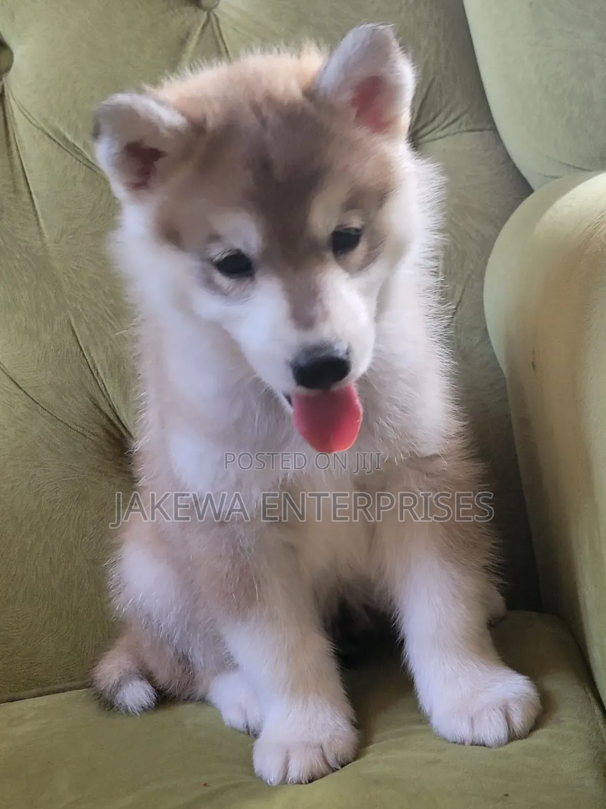 1-3 months Male Purebred Siberian Husky