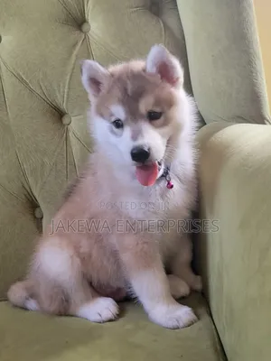 1-3 months Male Purebred Siberian Husky