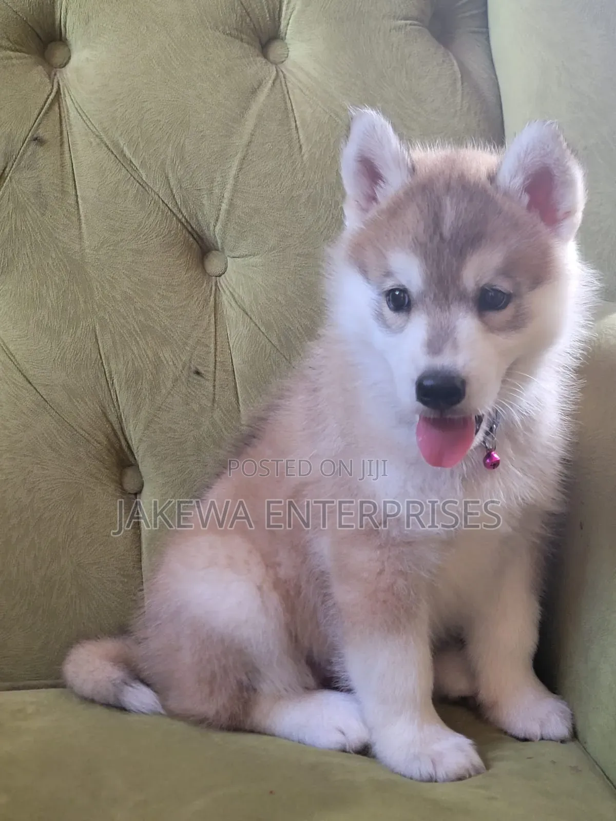 1-3 months Male Purebred Siberian Husky