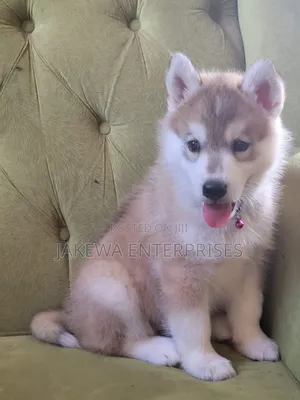1-3 months Male Purebred Siberian Husky