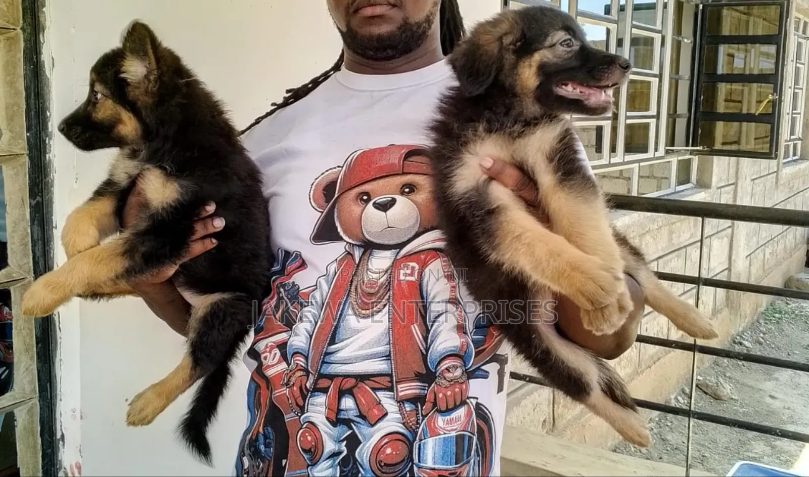 1-3 months Male Purebred German Shepherd