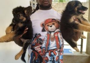 1-3 months Female Purebred German Shepherd - main view