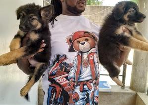 1-3 months Male Purebred German Shepherd - thumbnail 2