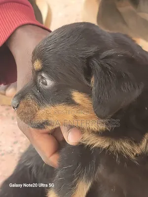 1-3 months Male Purebred Rottweiler
