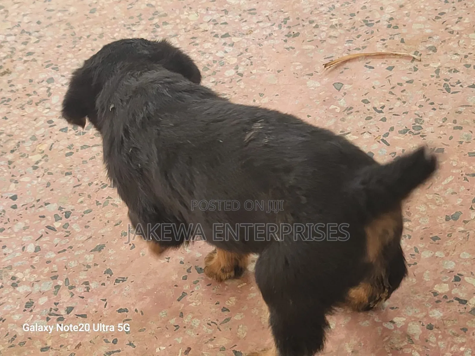 1-3 months Male Purebred Rottweiler